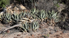 Agave cerulata