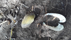 Anodontites trapesialis