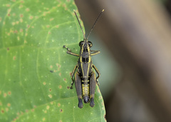 Traulia azureipennis