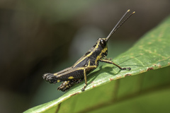 Traulia azureipennis