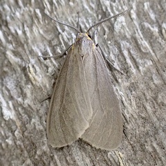 Pagara simplex