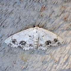 Scopula lautaria