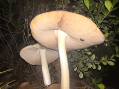 Agaricales