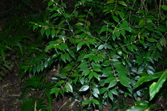 Lasianthus curtisii