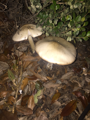 Agaricales
