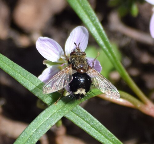 Unknown species found near Centerville, OH, USA