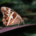 Mariposa Sátira de Parche Amarillo - Photo (c) William Hull, algunos derechos reservados (CC BY-NC), subido por William Hull