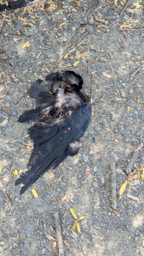 iNaturalist observation photo of American Crow