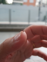 Aedes aegypti
