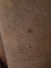 Aedes aegypti