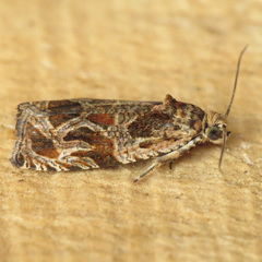Olethreutes tilianum