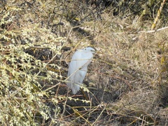 Ardea alba
