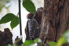 Dryobates scalaris