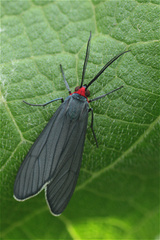 Ctenucha rubriceps