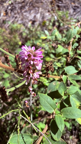 Francoa appendiculata (Francoa appendiculata)