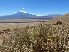 Atriplex atacamensis