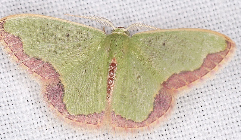 Oospila fimbripedata