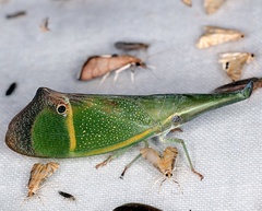 Odontoptera carrenoi
