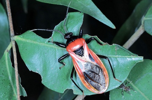 Brontostoma basale