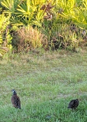 Colinus virginianus floridanus