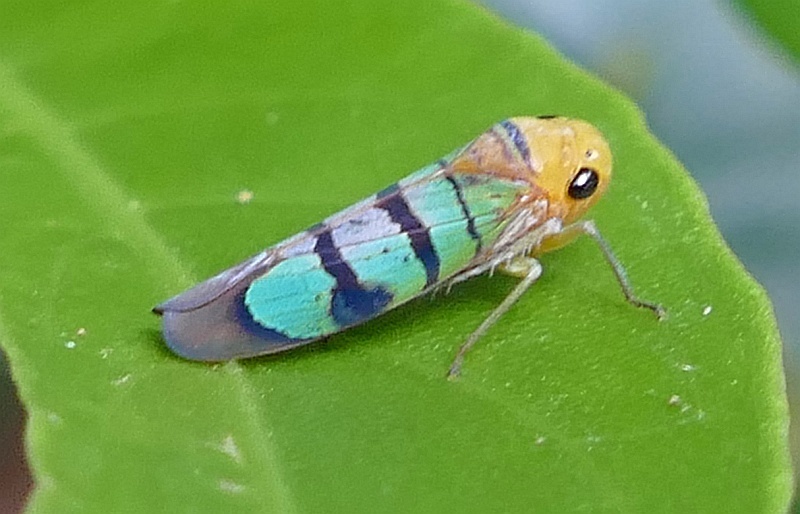 Amblyscarta trinotata