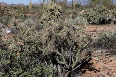 Cylindropuntia molesta molesta