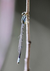 Enallagma geminatum