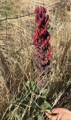 Lobelia tupa
