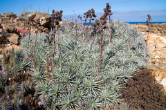 Puya venusta