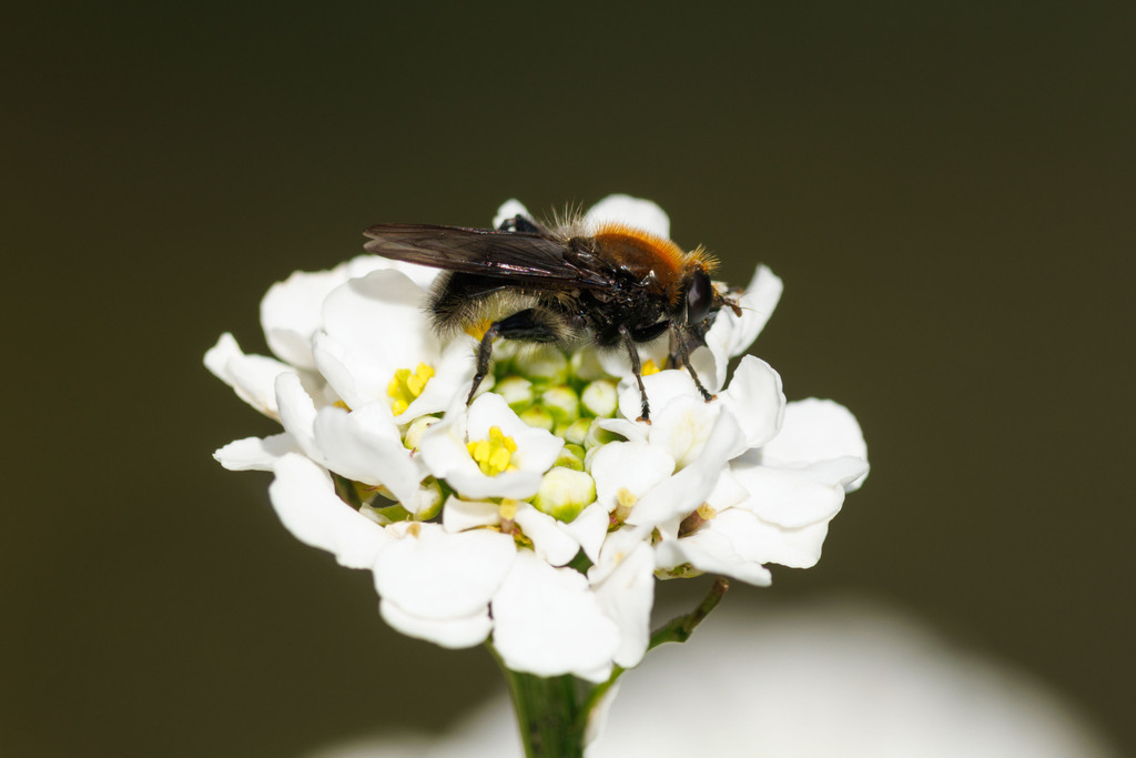 Bumblebee Catkin Fly
