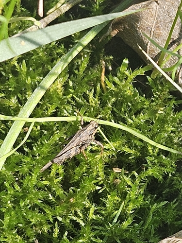 Armored Pygmy Grasshopper photo 5