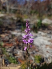 Polygala lewtonii