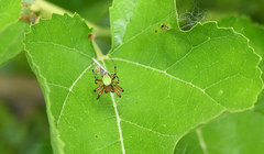 Araniella opisthographa