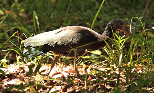 Green Ibis