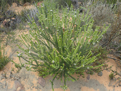 Phylica stenantha