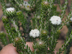 Phylica stenantha