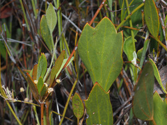Centella dolichocarpa