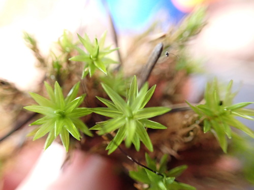 Austria Timmia Moss (Timmia austriaca)