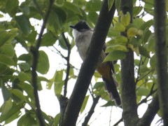 Pycnonotus xanthorrhous