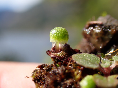 Thin Starwort (Mannia gracilis)