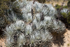 Puya venusta