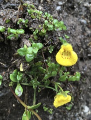 Calceolaria tenella