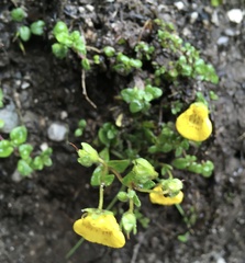 Calceolaria tenella
