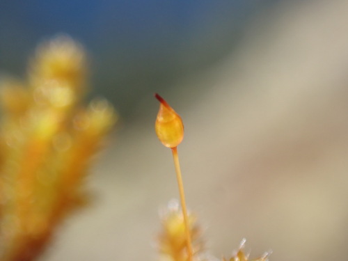 California Pseudobraunia Moss (Pseudobraunia californica)