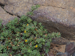 Aspalathus juniperina