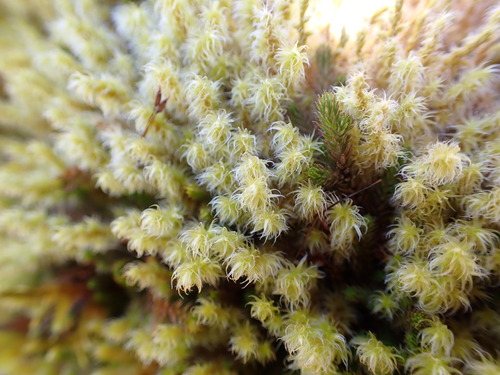 Elongate Rock Moss (Racomitrium elongatum)