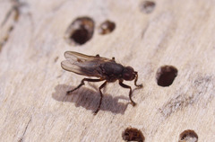 Coelopidae