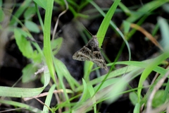 Melipotis nigrobasis