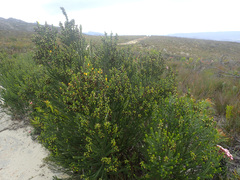 Aspalathus pachyloba