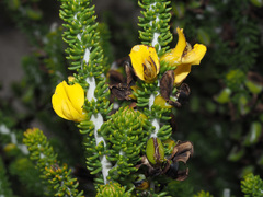 Aspalathus pachyloba